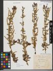Foto von Salix triandra subsp. amygdalina (L.) Schübl. & G. Martens